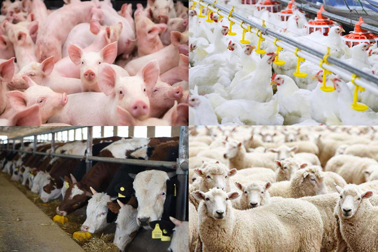 livestock farming supplies768×513