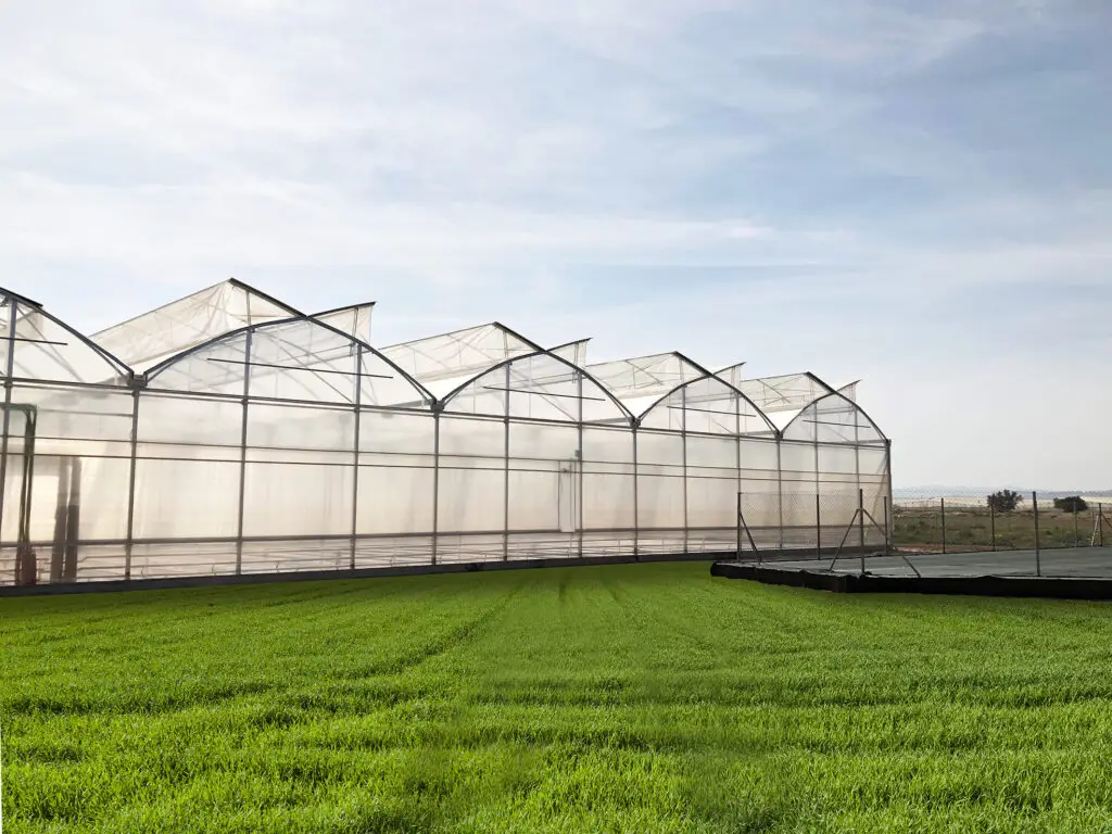 greenhouse bg