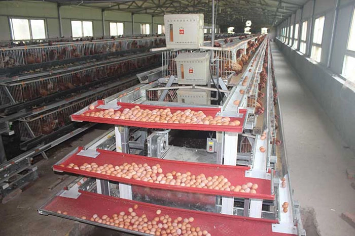 Automated Egg Collection & Biosecurity Systems