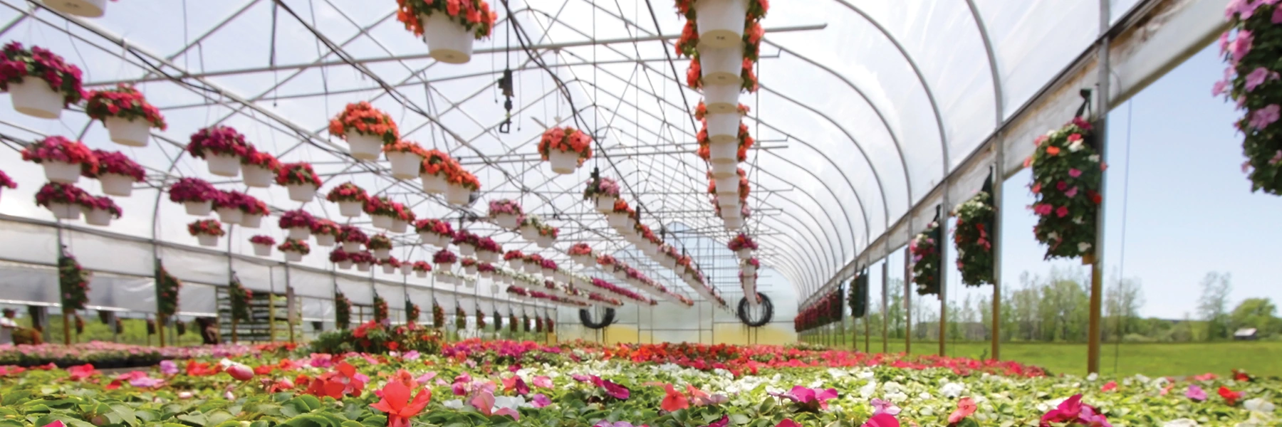 High-Yield Vegetable & Flower Greenhouses