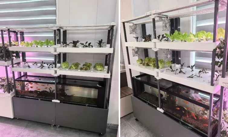 hydroponics (2)