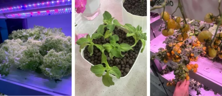 hydroponics growing the future in limited space (2)