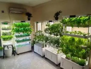 hydroponics growing the future in limited space (3)