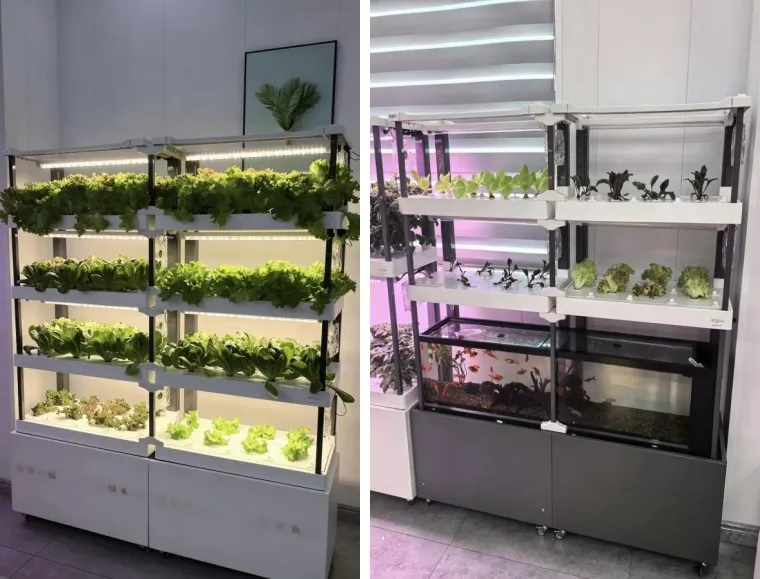 hydroponics growing the future in limited space (4)