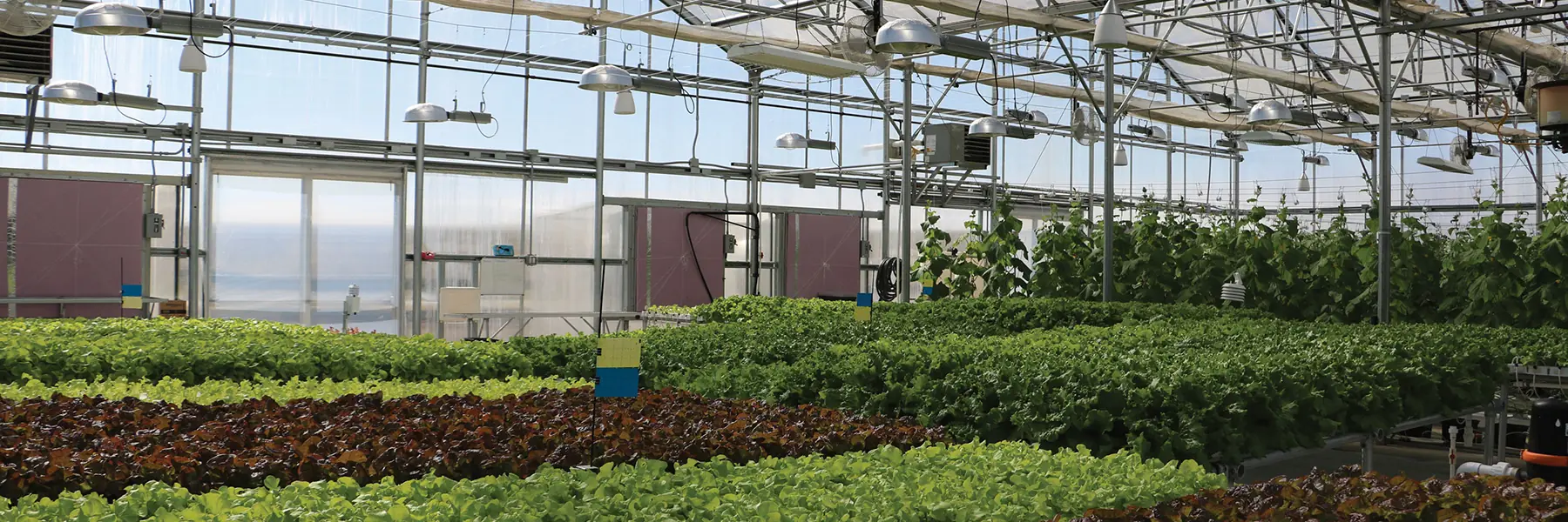 Innovative HydroCycle Hydroponic Systems