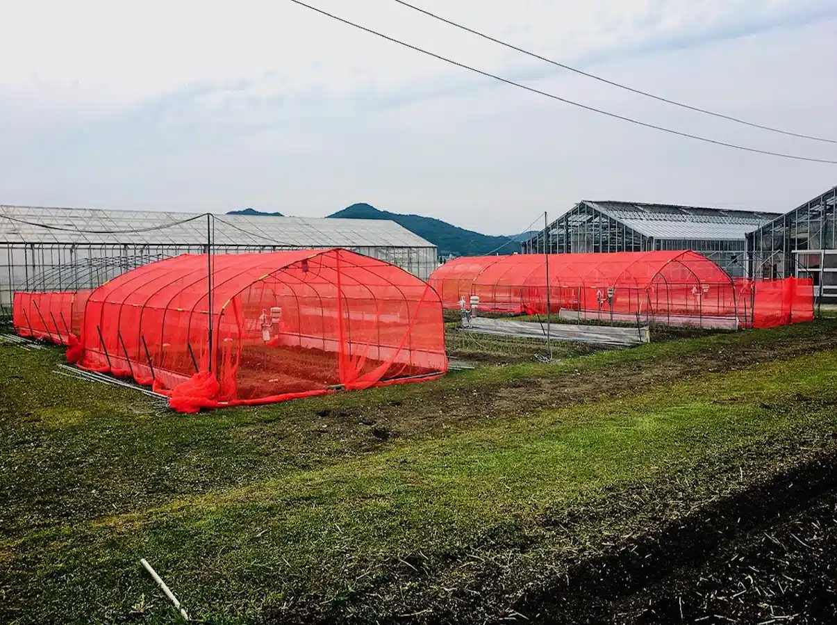 Insect RED Nets
