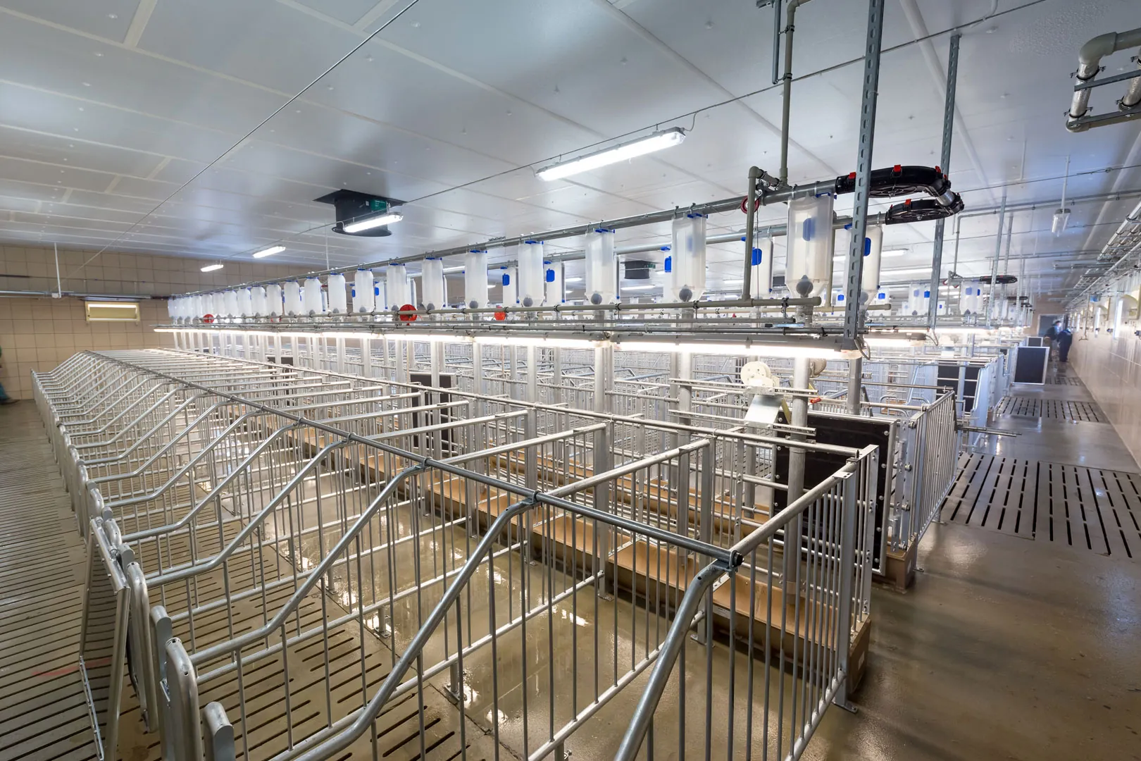 Livestock Gestation Crates & Poultry Cages