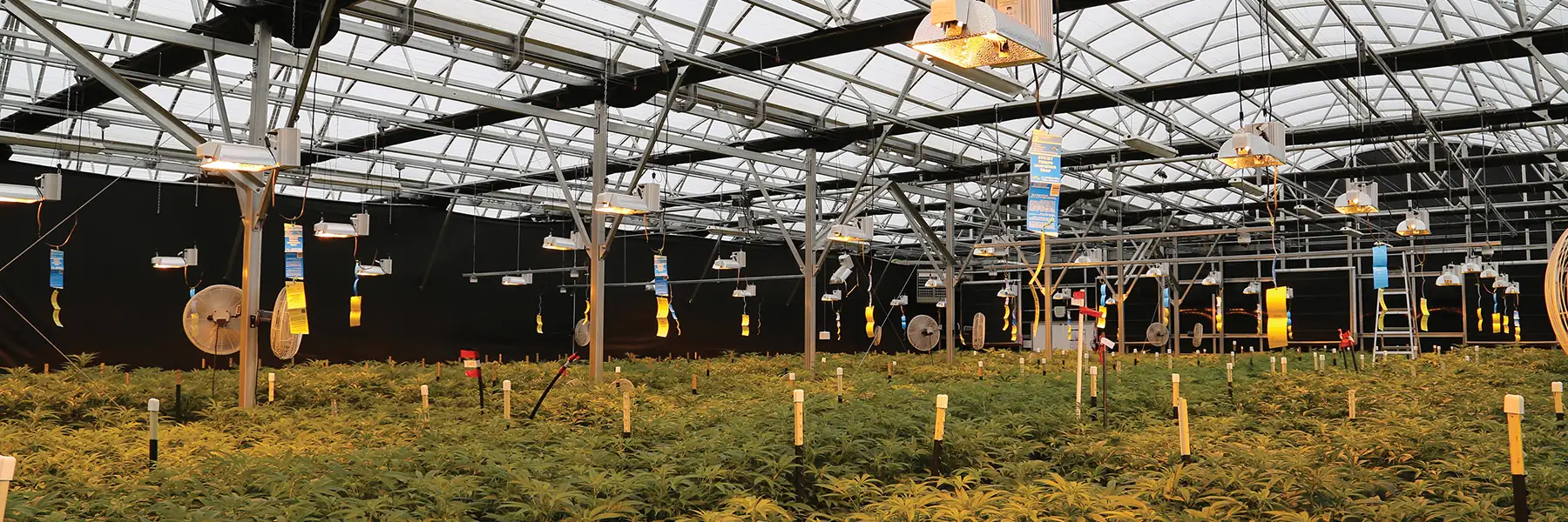 Premium Cannabis Greenhouses