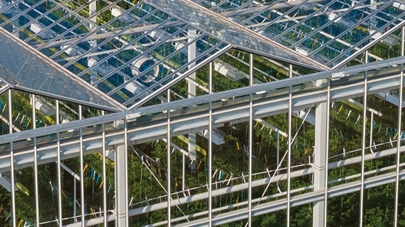 Traditional Venlo Greenhouses
