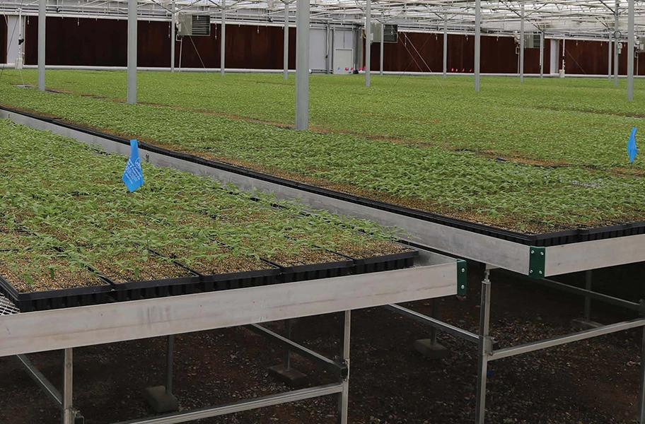 Commercial Greenhouse Benches