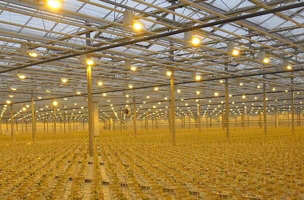 Greenhouse Grow Lights